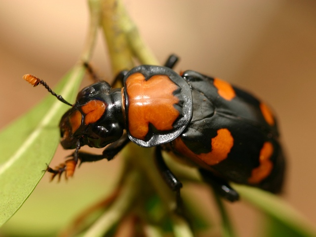 Все о жуках в Коврове | ЗооТом портал о животных