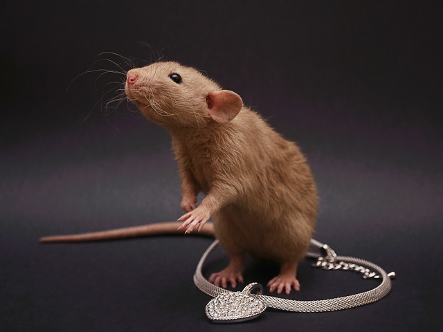Породы крыс | ЗооТом - продажа, вязка и услуги для животных в Коврове