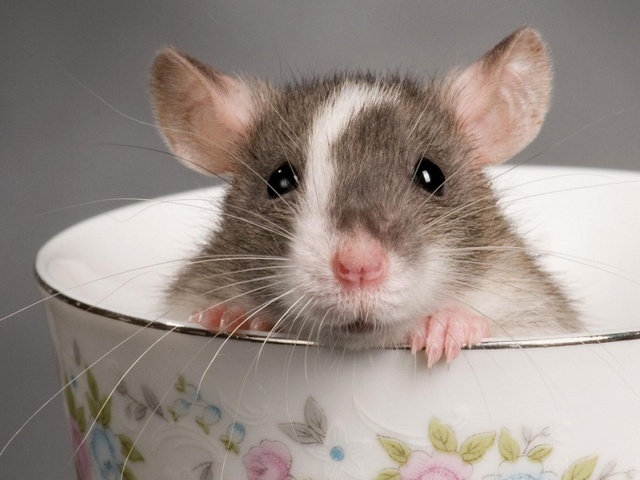 Породы крыс | ЗооТом - продажа, вязка и услуги для животных в Коврове