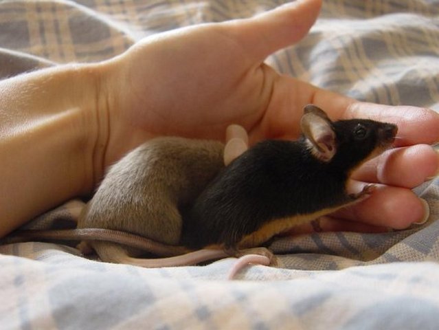 Все о мышах в Коврове | ЗооТом - продажа, вязка и услуги для животных в Коврове