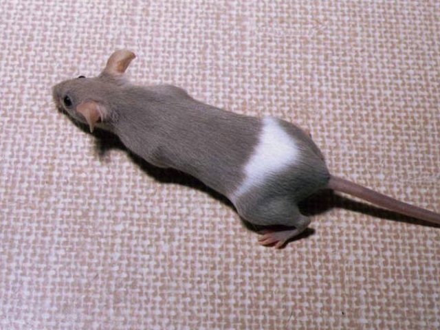 Породы мышей | ЗооТом - продажа, вязка и услуги для животных в Коврове