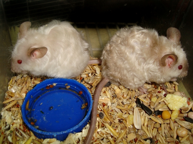 Породы мышей | ЗооТом - продажа, вязка и услуги для животных в Коврове