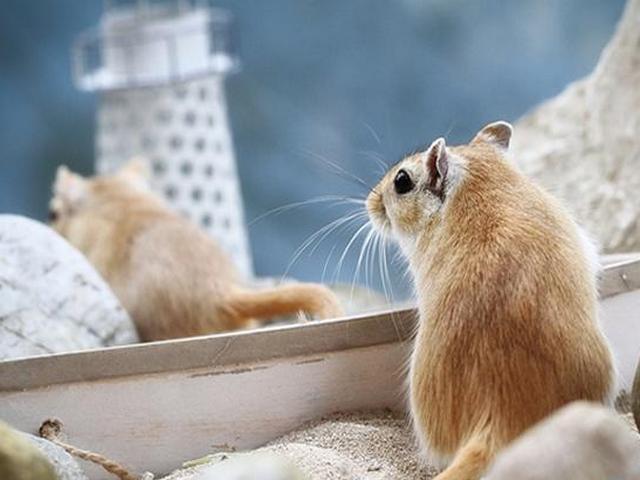 Содержание мышей и уход за ними в Коврове | ЗооТом - продажа, вязка и услуги для животных в Коврове