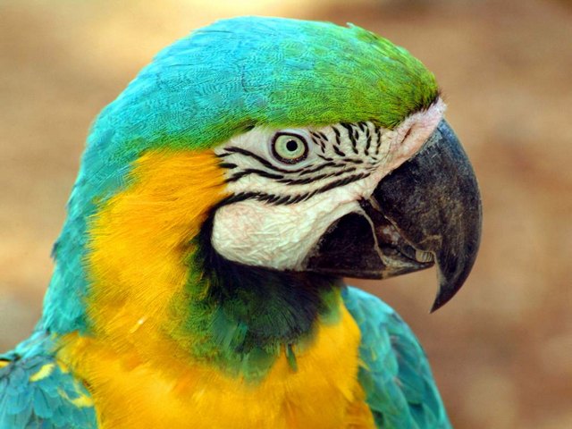 Все о попугаях в Коврове | ЗооТом портал о животных