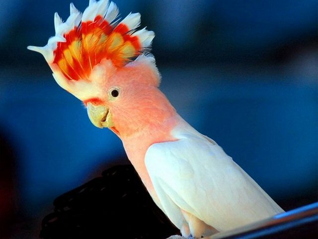 Породы попугаев | ЗооТом - продажа, вязка и услуги для животных в Коврове