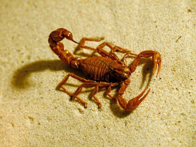 Породы скорпионов в Коврове | ЗооТом портал о животных