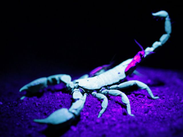 Все о скорпионах в Коврове | ЗооТом портал о животных