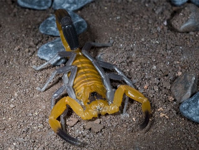 Содержание скорпионов и уход за ними в Коврове | ЗооТом портал о животных
