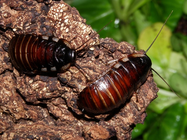 Породы тараканов в Коврове | ЗооТом портал о животных