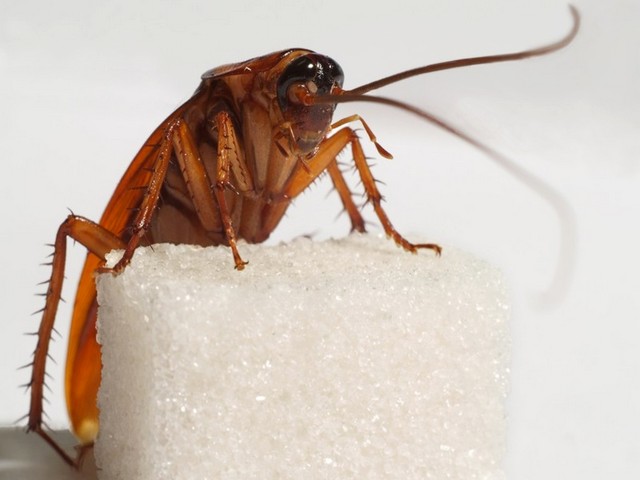 Все о тараканах в Коврове | ЗооТом портал о животных