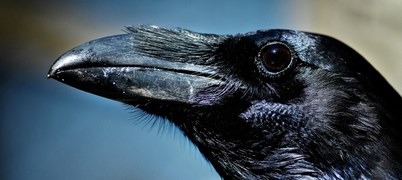 Все о воронах в Коврове | ЗооТом портал о животных
