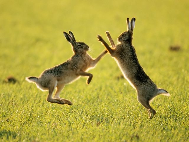 Породы зайцев | ЗооТом - продажа, вязка и услуги для животных в Коврове