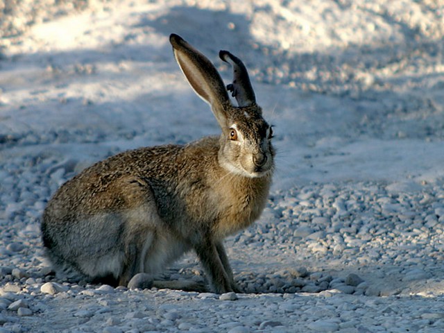 Породы зайцев | ЗооТом - продажа, вязка и услуги для животных в Коврове
