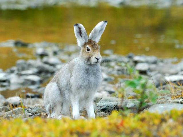 Содержание зайцев и уход за ними | ЗооТом - продажа, вязка и услуги для животных в Коврове