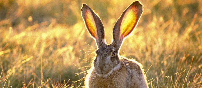 Все о зайцах | ЗооТом - продажа, вязка и услуги для животных в Коврове