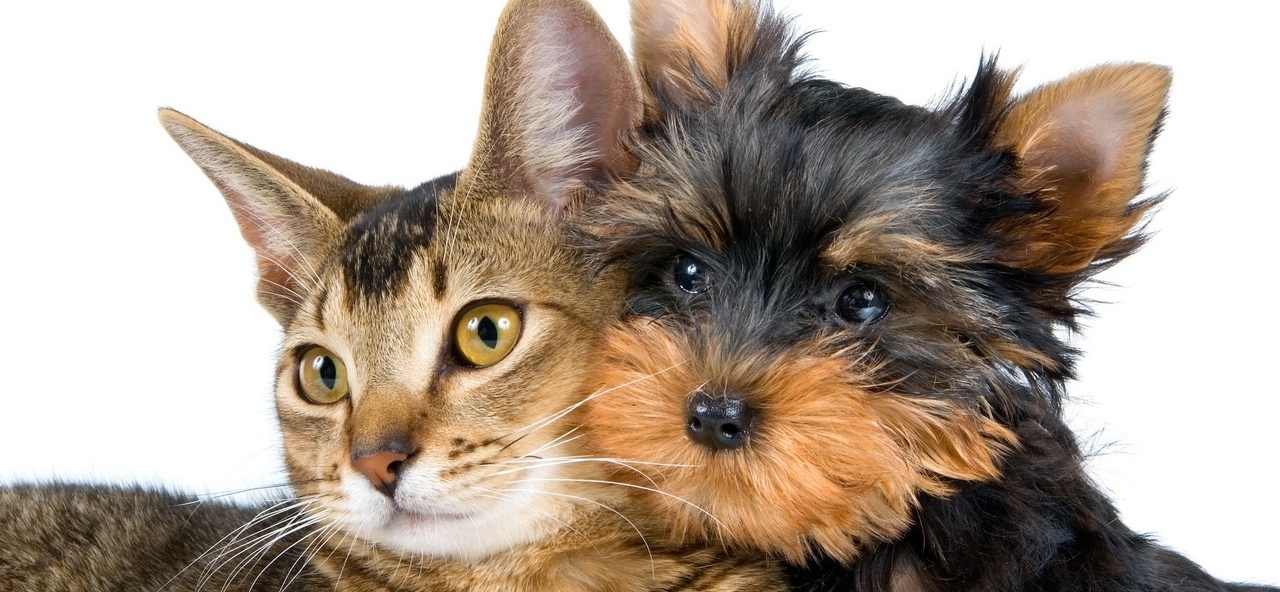 Доска объявлений о животных | ЗооТом - продажа, вязка и услуги для животных в Коврове