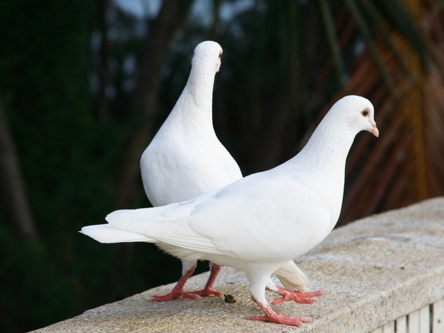 Все о голубях | ЗооТом - продажа, вязка и услуги для животных в Коврове