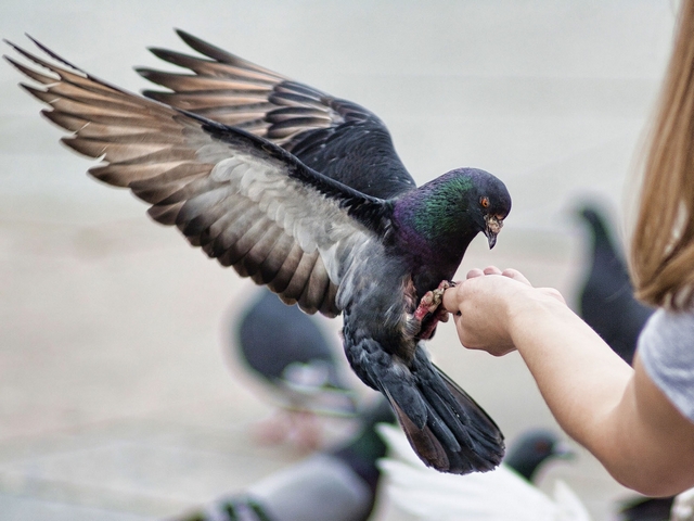 Все о голубях | ЗооТом - продажа, вязка и услуги для животных в Коврове
