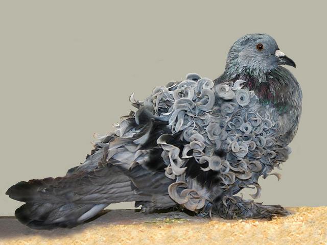Породы голубей | ЗооТом - продажа, вязка и услуги для животных в Коврове