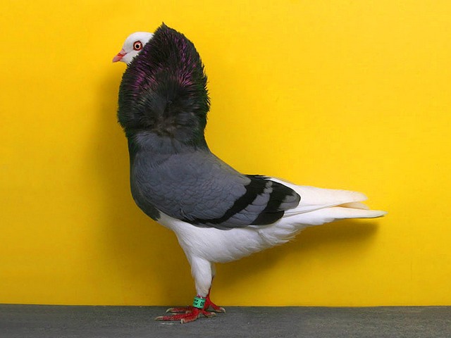 Породы голубей | ЗооТом - продажа, вязка и услуги для животных в Коврове