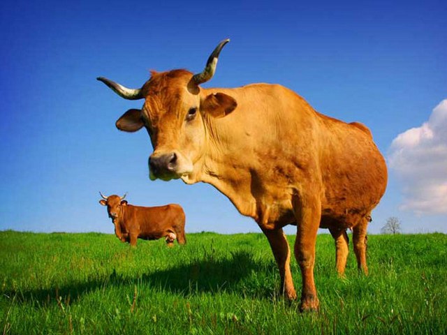 Все о коровах в Коврове | ЗооТом портал о животных