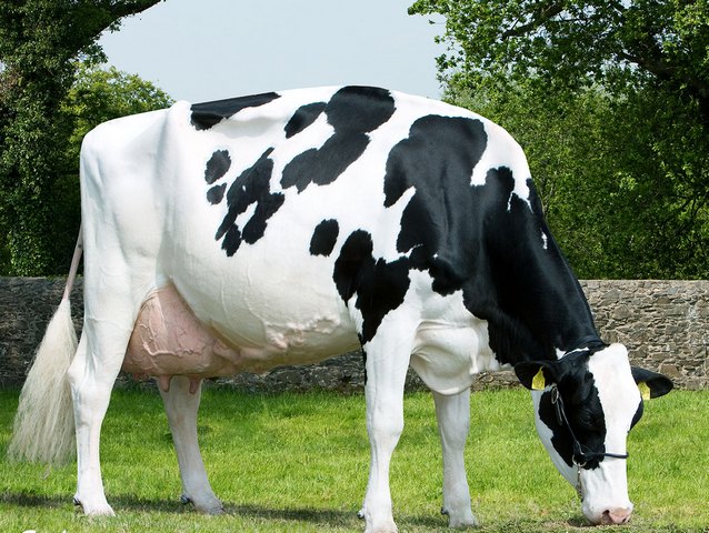 Породы коров в Коврове | ЗооТом портал о животных