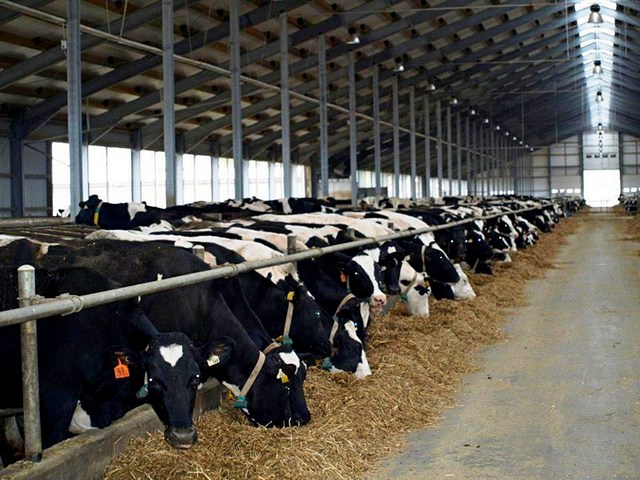 Содержание коров и уход за ними в Коврове | ЗооТом портал о животных
