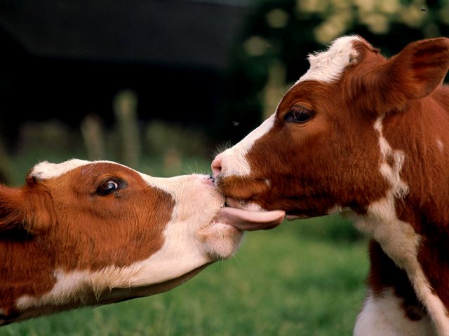 Статьи о коровах в Коврове | ЗооТом портал о животных