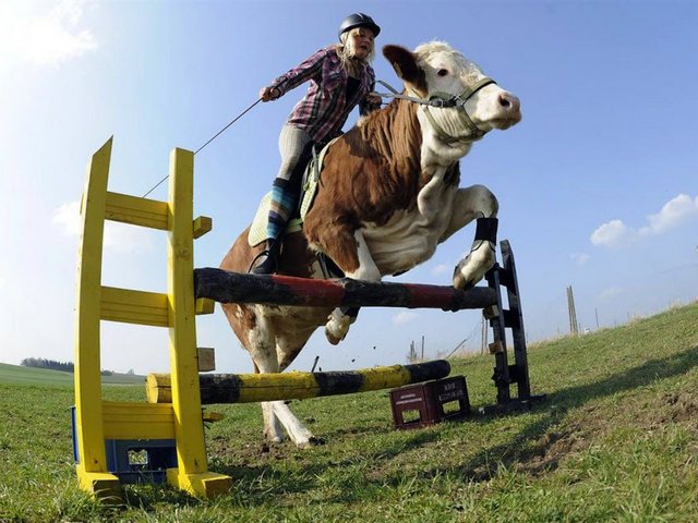 Статьи о коровах в Коврове | ЗооТом портал о животных
