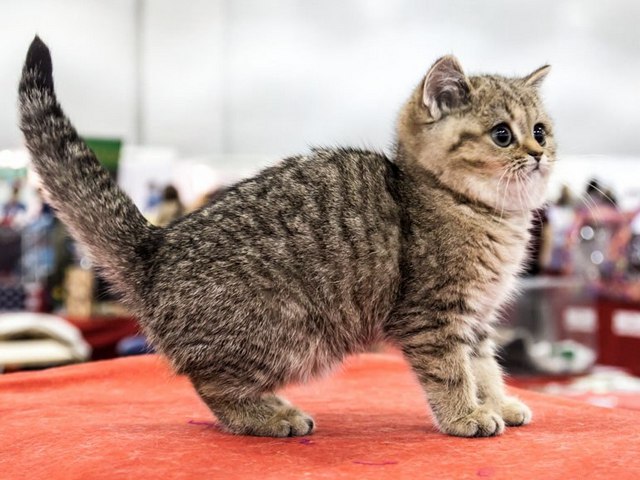 Породы кошек в Коврове | ЗооТом портал о животных