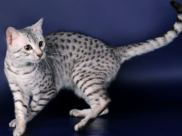 Породы кошек в Коврове | ЗооТом портал о животных