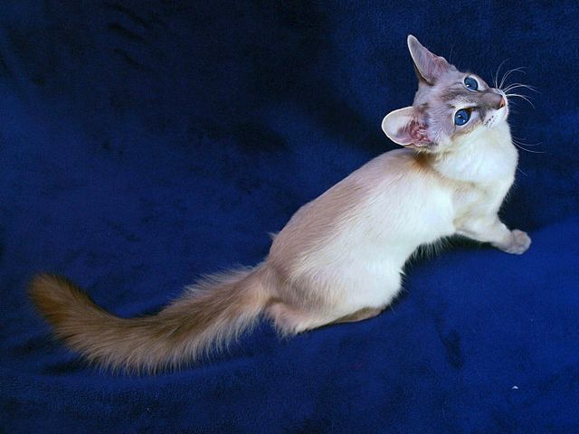 Выведенные породы кошек в Коврове | ЗооТом портал о животных