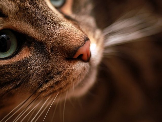 Статьи о кошках в Коврове | ЗооТом портал о животных