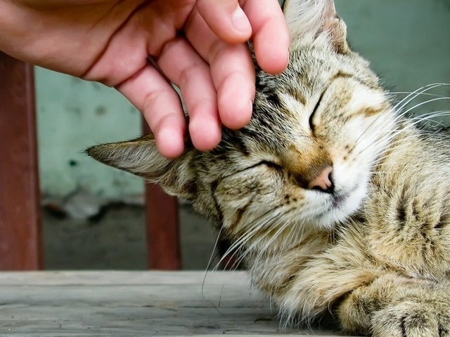 Интересные статьи о кошках в Коврове | ЗооТом портал о животных