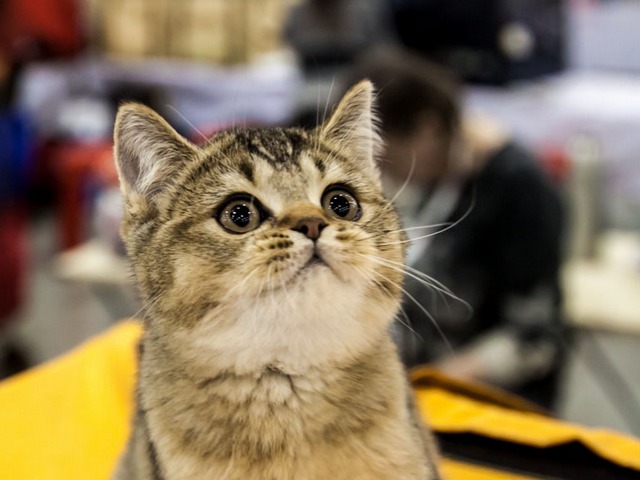 Выставки кошек в Коврове | ЗооТом портал о животных