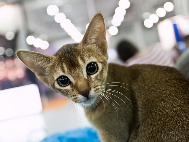 Выставки кошек в Коврове | ЗооТом портал о животных