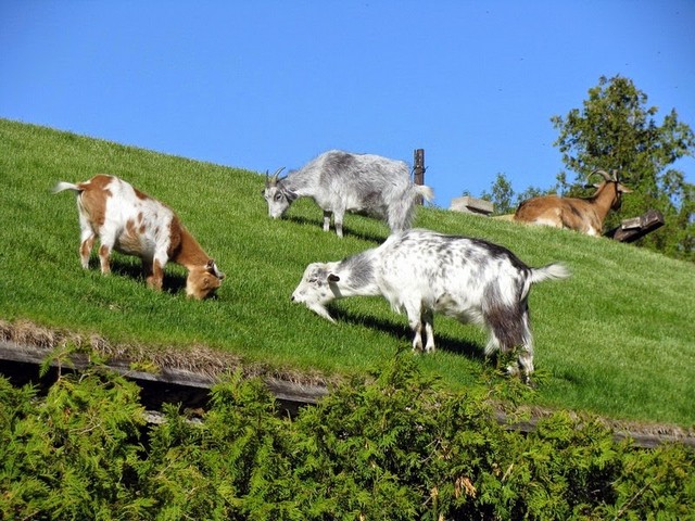 Все о козах в Коврове | ЗооТом портал о животных