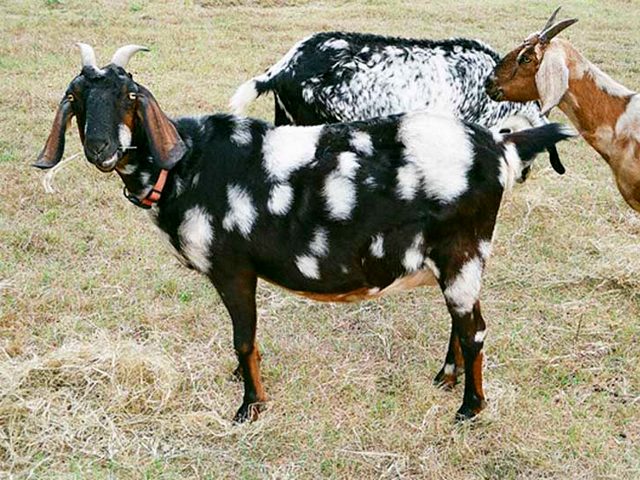 Породы коз в Коврове | ЗооТом портал о животных