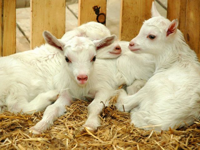 Содержание коз и уход за ними в Коврове | ЗооТом портал о животных