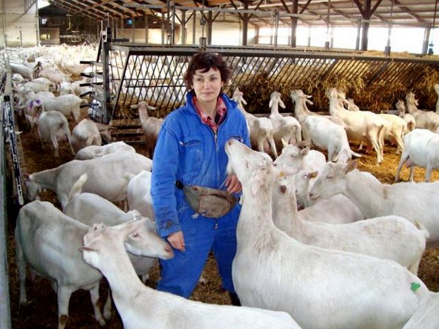 Содержание коз и уход за ними в Коврове | ЗооТом портал о животных
