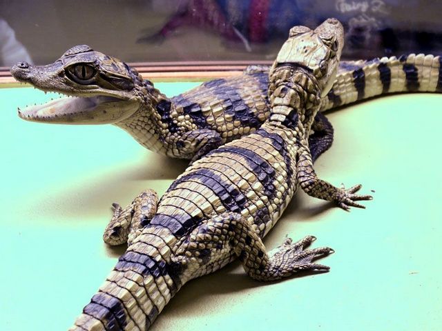 Все о крокодилах в Коврове | ЗооТом портал о животных