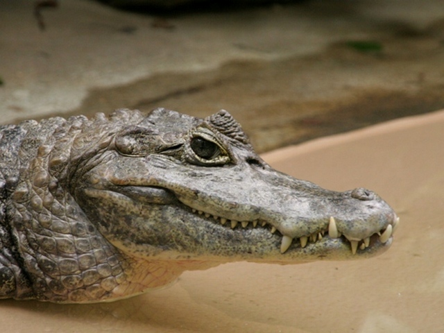 Все о крокодилах в Коврове | ЗооТом портал о животных
