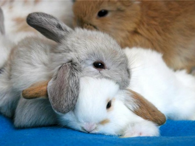 Статьи о кроликах в Коврове | ЗооТом портал о животных