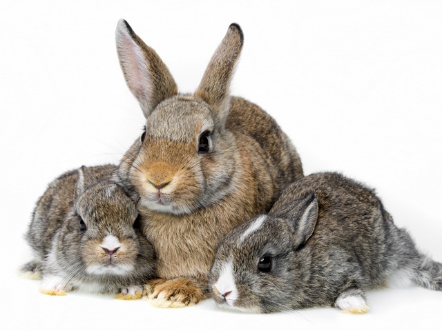 Все о кроликах в Коврове | ЗооТом портал о животных