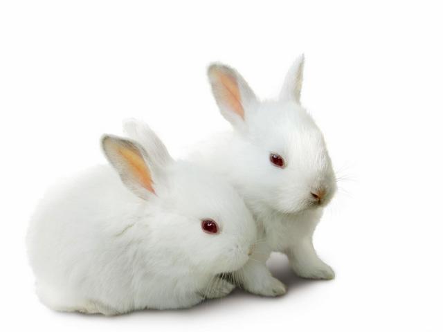 Все о кроликах в Коврове | ЗооТом портал о животных