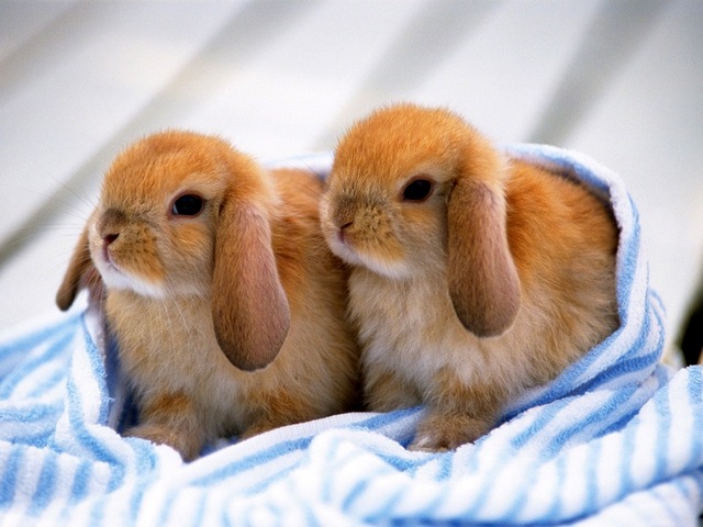 Породы кроликов в Коврове | ЗооТом портал о животных