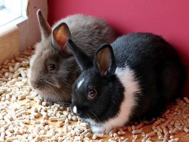 Содержание кроликов и уход за ними в Коврове | ЗооТом портал о животных