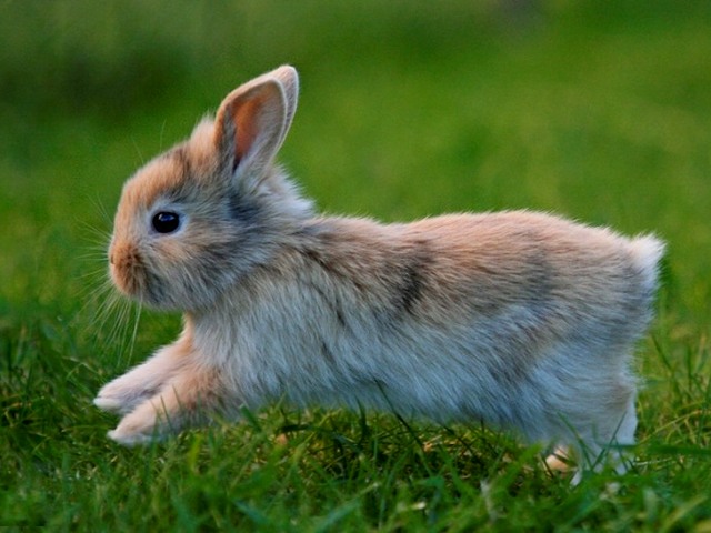 Статьи о кроликах в Коврове | ЗооТом портал о животных