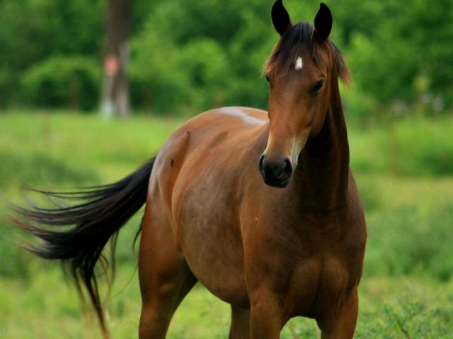 Содержание лошадей и уход за ними в Коврове | ЗооТом портал о животных