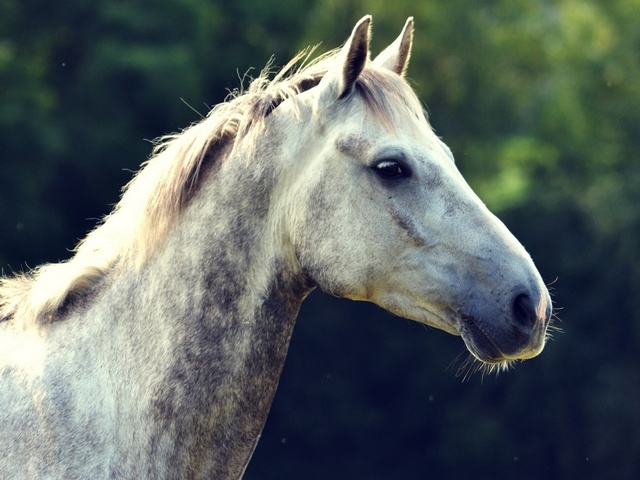 Уход за лошадьми в Коврове | ЗооТом портал о животных